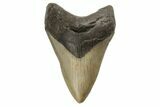 Fossil Megalodon Tooth - North Carolina #190881-1